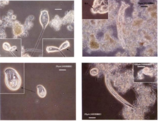 基安云污水廠活性污泥微生物智能顯微鏡